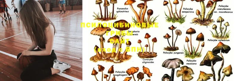 Галлюциногенные грибы Magic Shrooms Орск